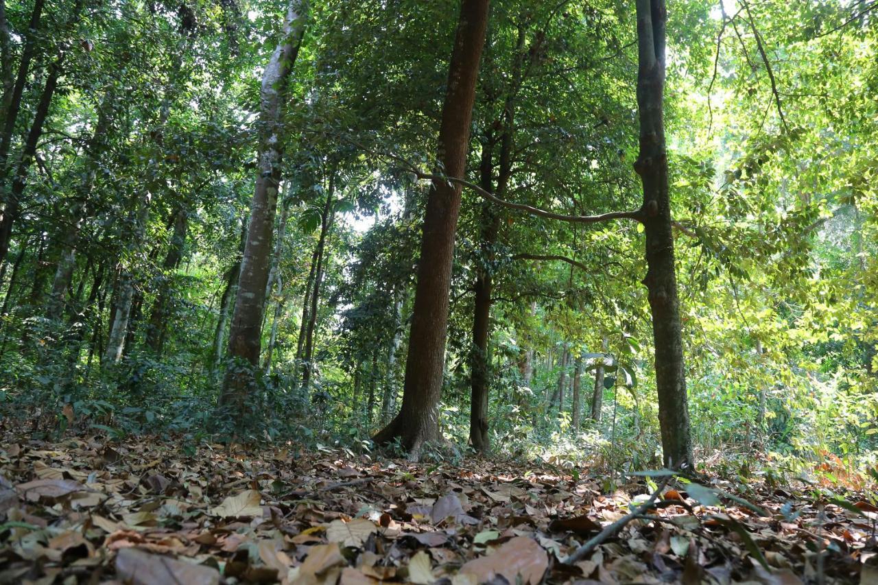 The Mana-Heritage Stay - Chengazhimattam Mana Kottayam Eksteriør bilde