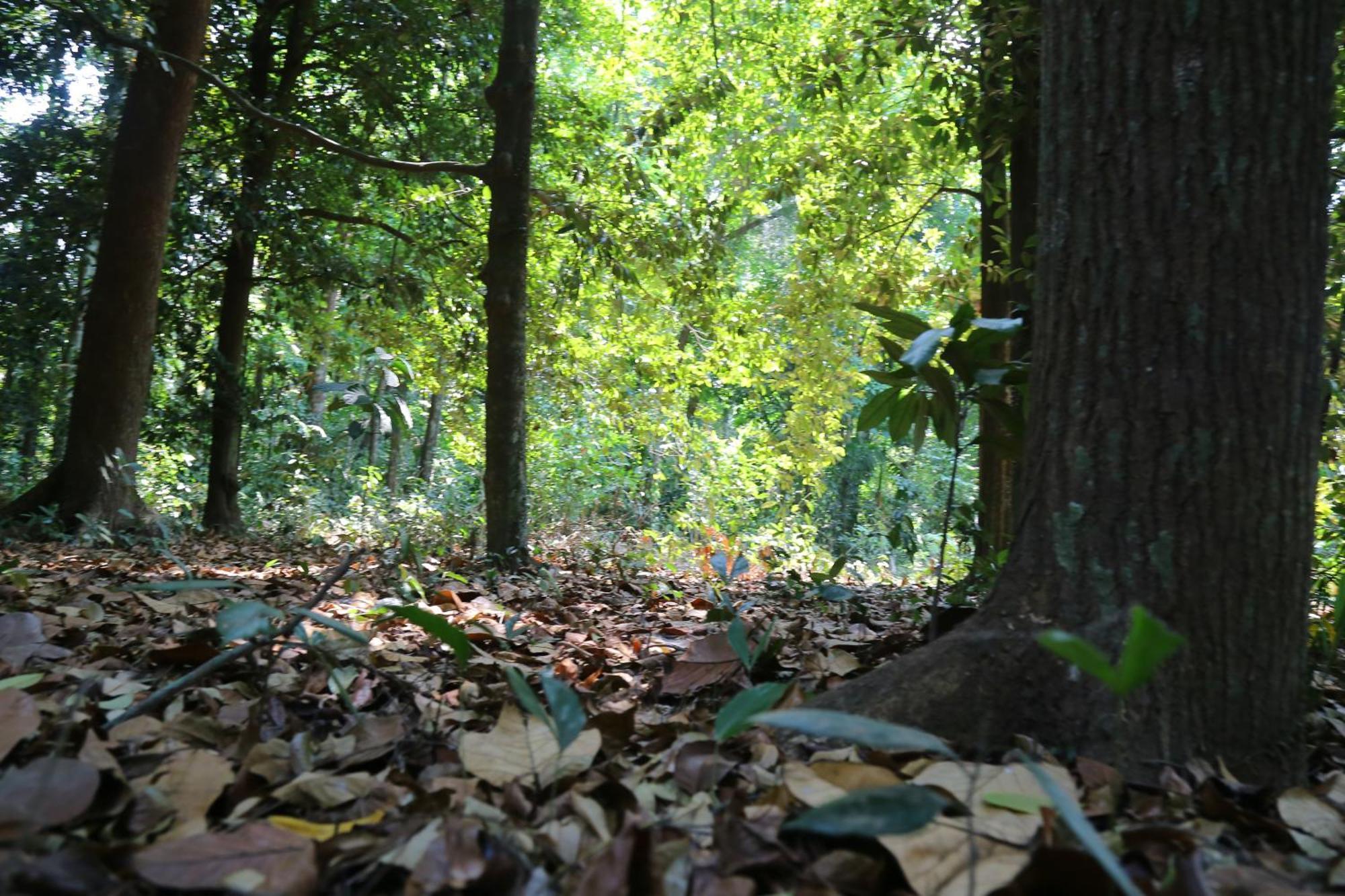 The Mana-Heritage Stay - Chengazhimattam Mana Kottayam Eksteriør bilde