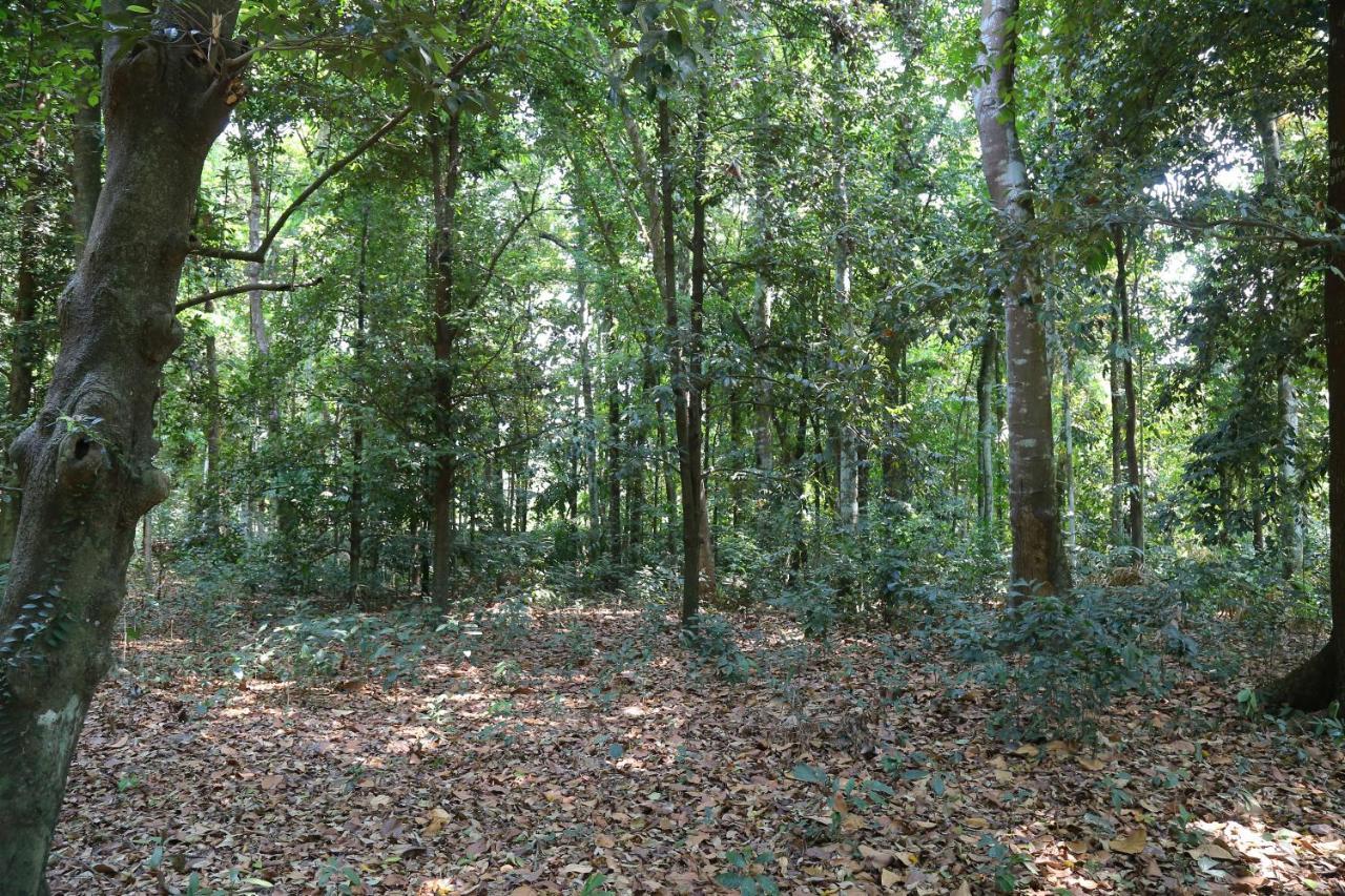 The Mana-Heritage Stay - Chengazhimattam Mana Kottayam Eksteriør bilde